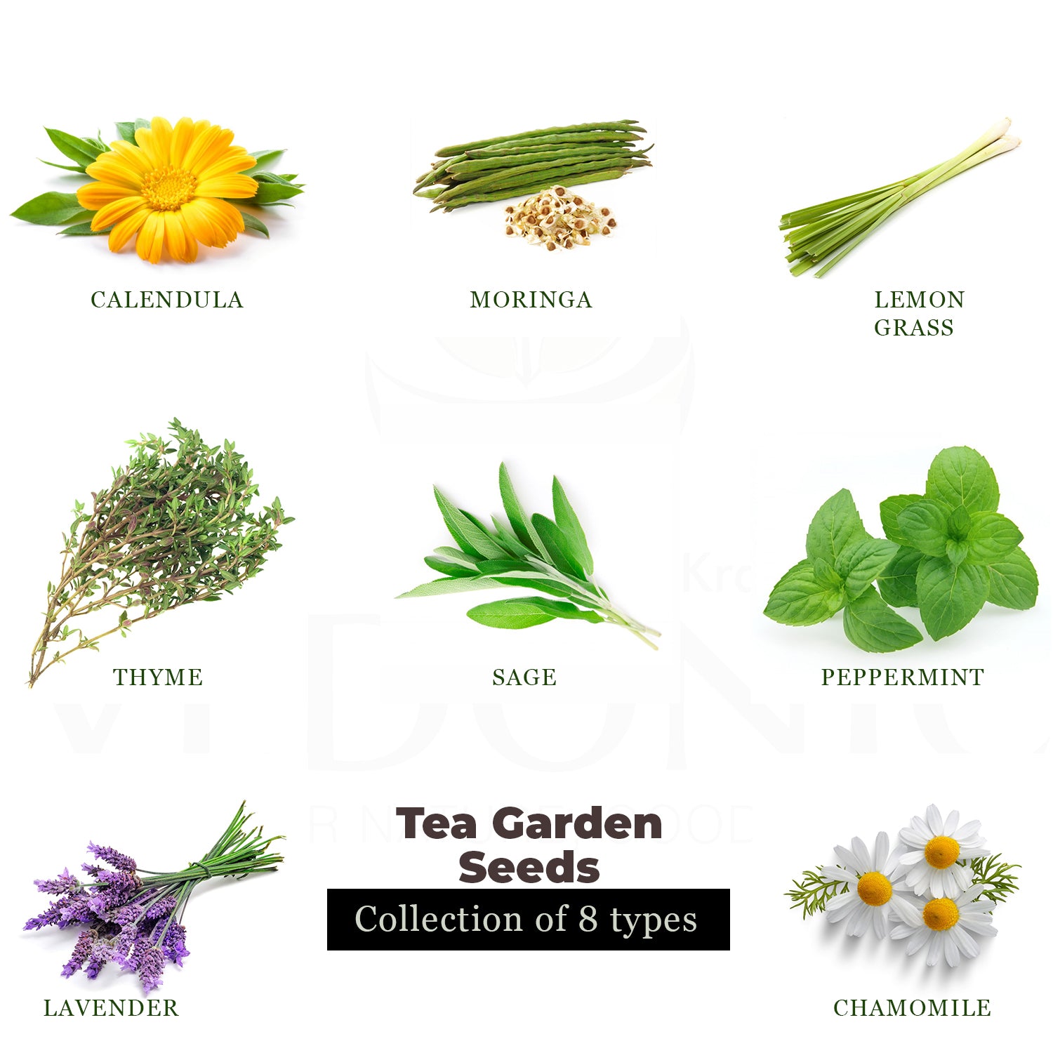 Buy Tea Garden Seeds Online | Garden Supply – Vedonic